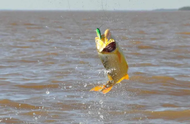 Pez dorado